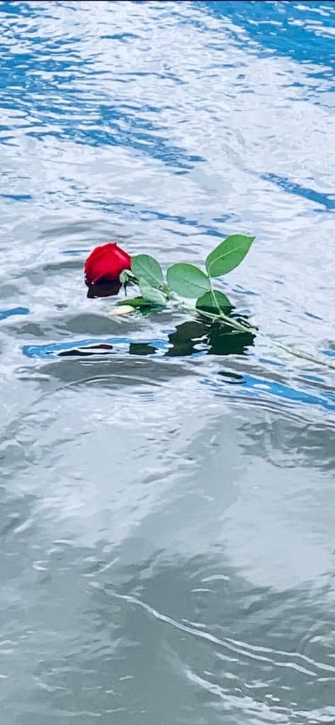 A single rose floating on the River Avon